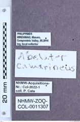 Etikett zu Abelater camarineus ( Schimmel, 2004)